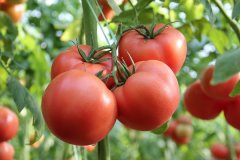 西红柿是水果还是蔬菜常吃对人体的好处